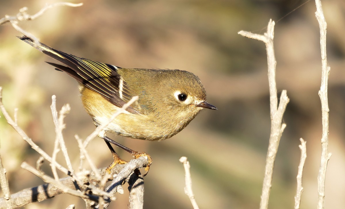Ruby-crowned Kinglet - ML625069675