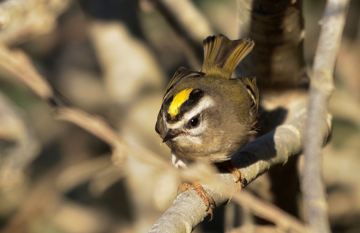 Golden-crowned Kinglet - ML625069683