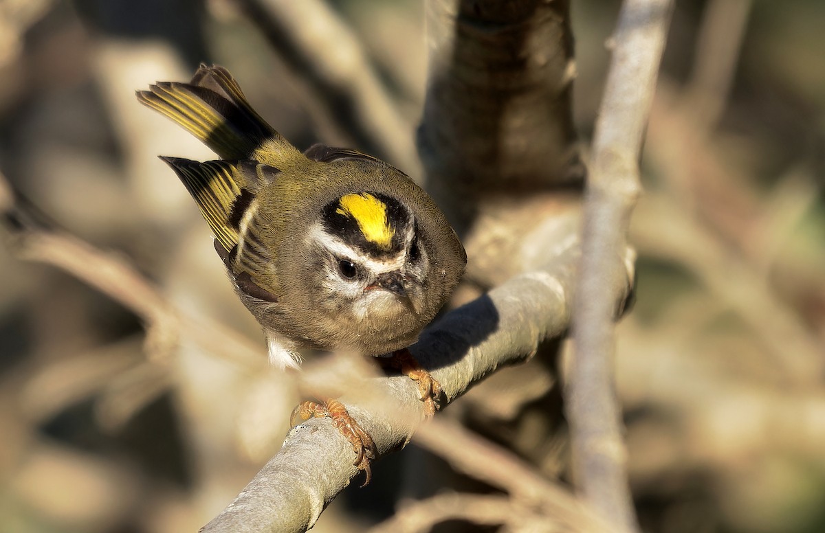 Golden-crowned Kinglet - ML625069684