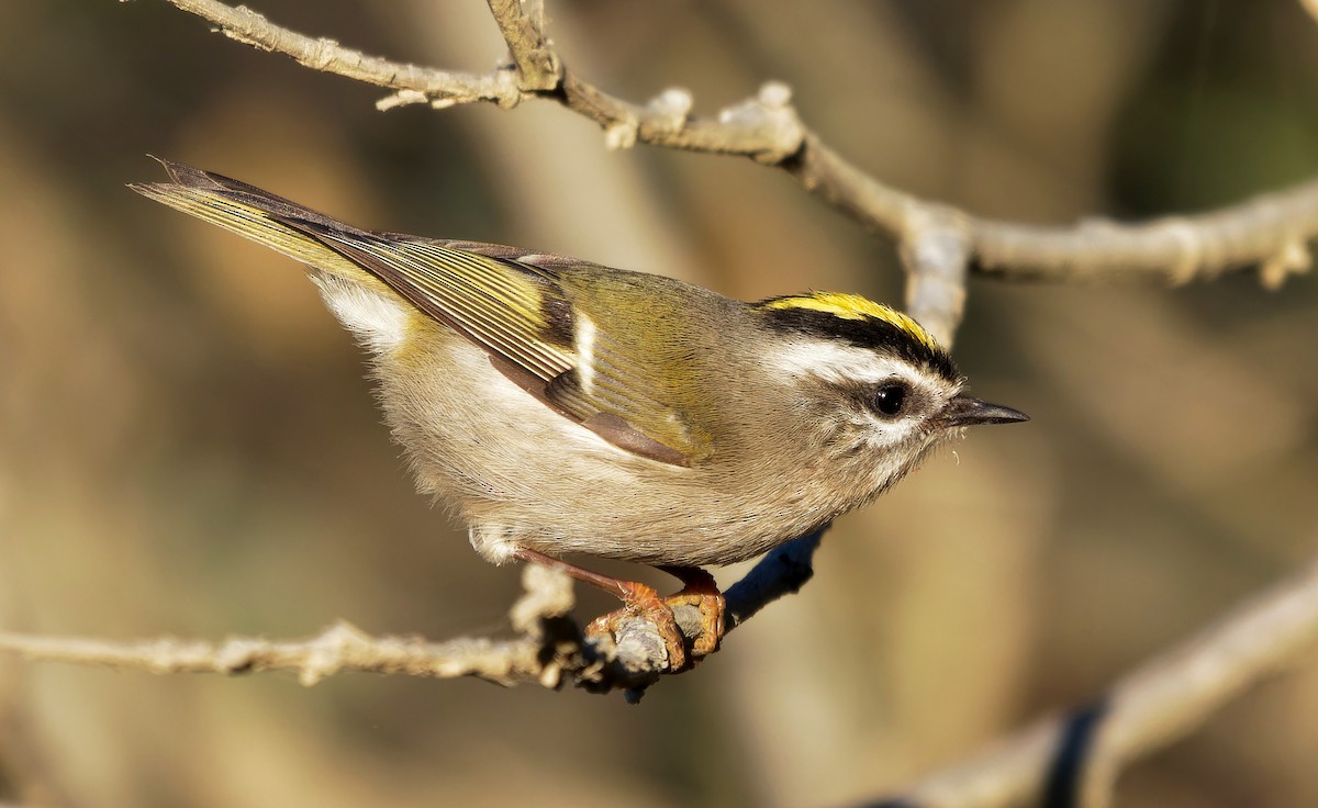 Golden-crowned Kinglet - ML625069685