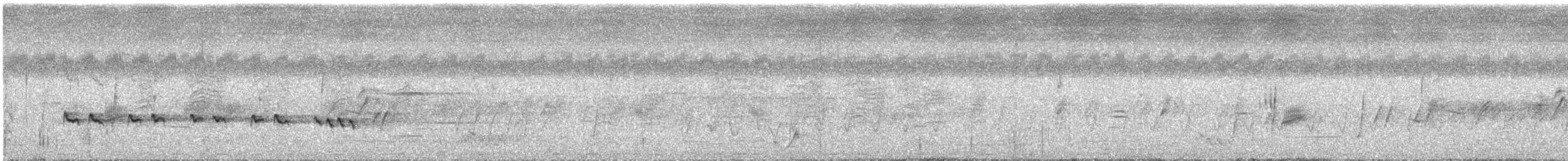 ノドグロハチマキミツスイ（laetior） - ML625069763