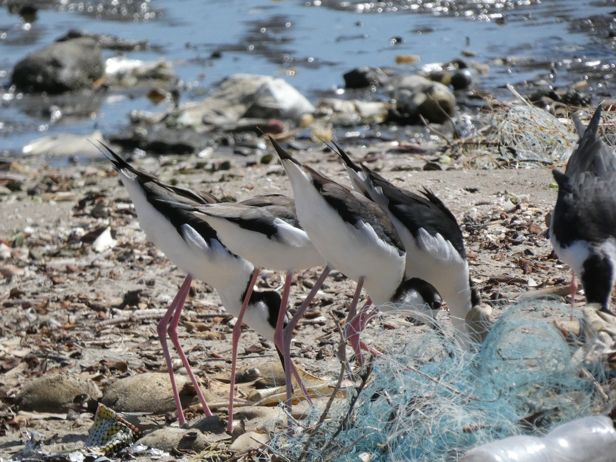 Black-necked Stilt - ML625069862