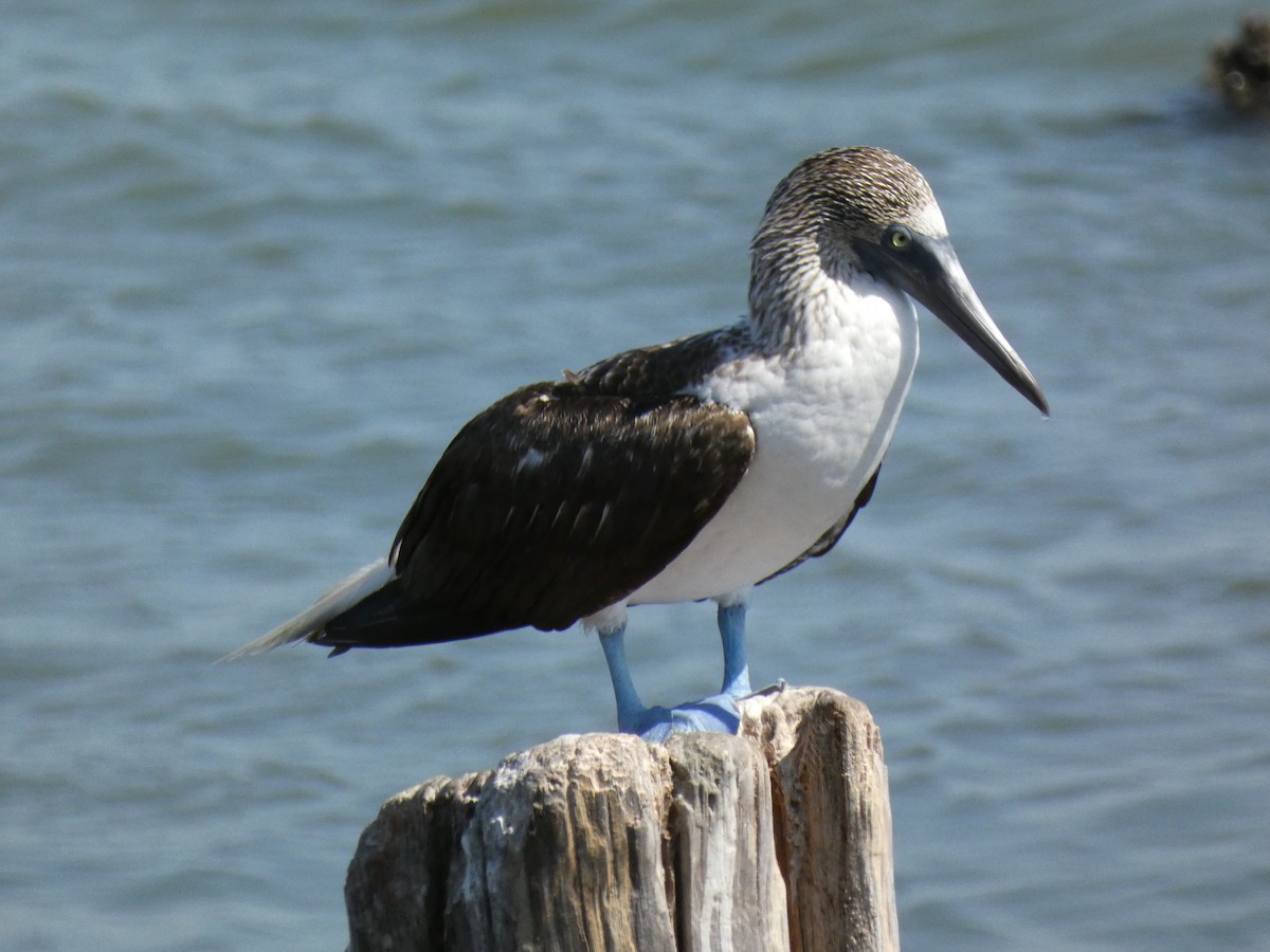 Blue-footed Booby - ML625069909