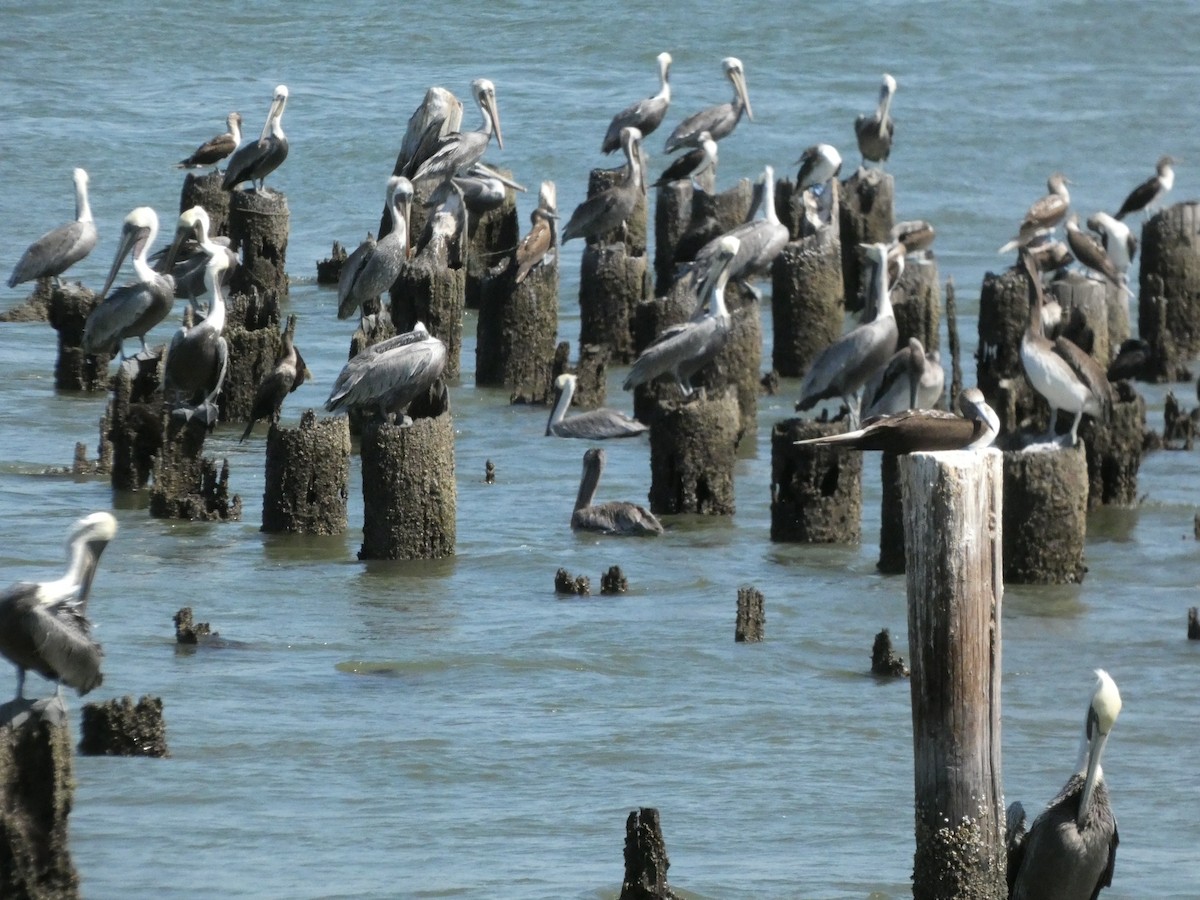 Brown Pelican - ML625069917