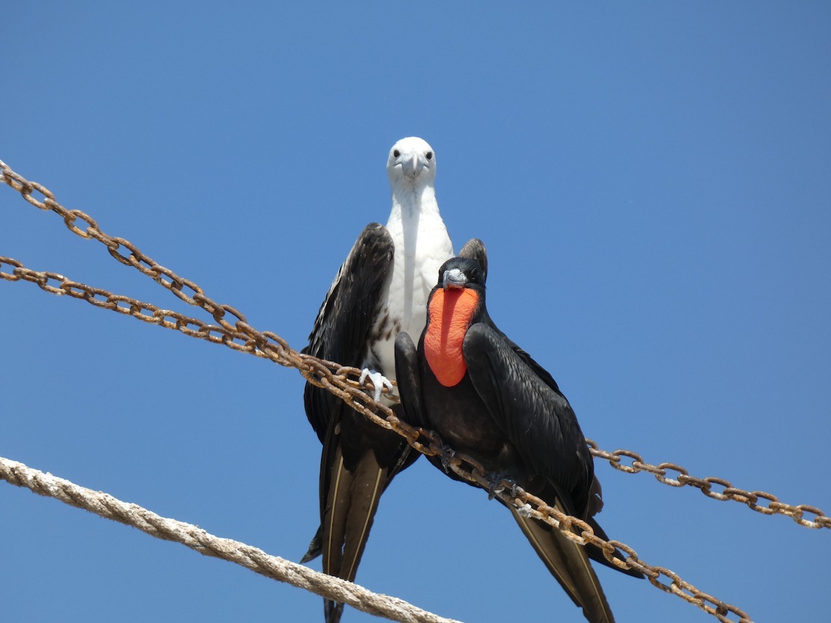 Magnificent Frigatebird - ML625070073