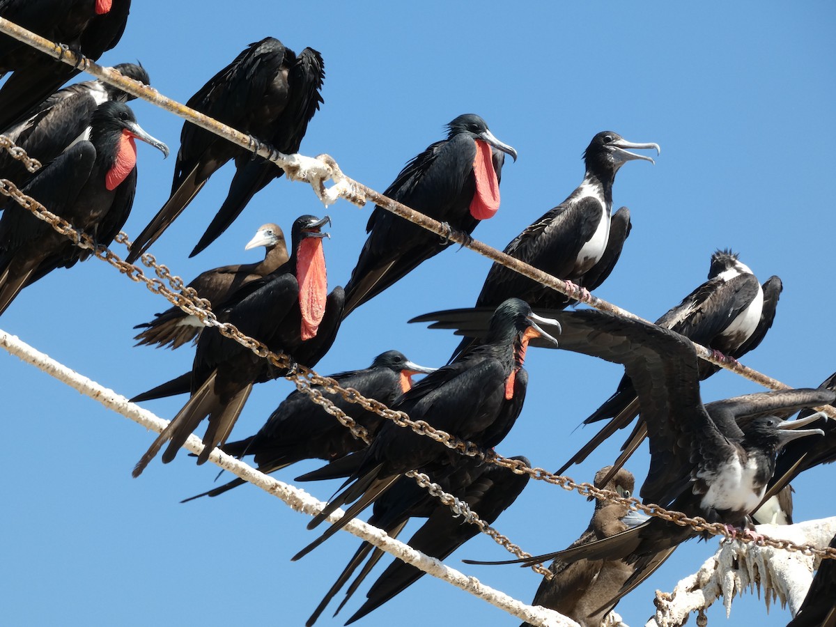 Magnificent Frigatebird - ML625070074