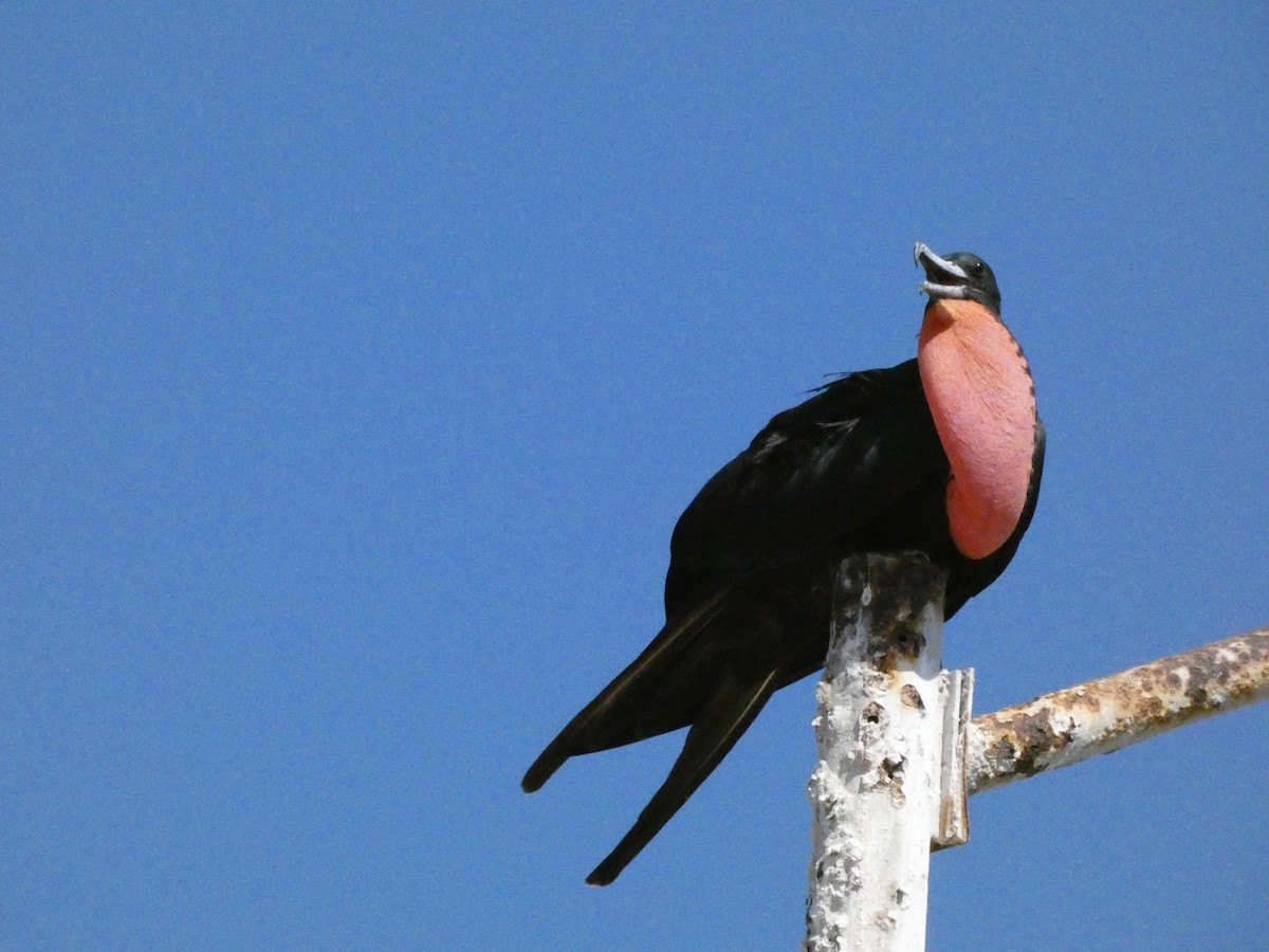 Magnificent Frigatebird - ML625070075