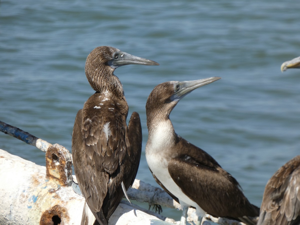 Blue-footed Booby - ML625070085