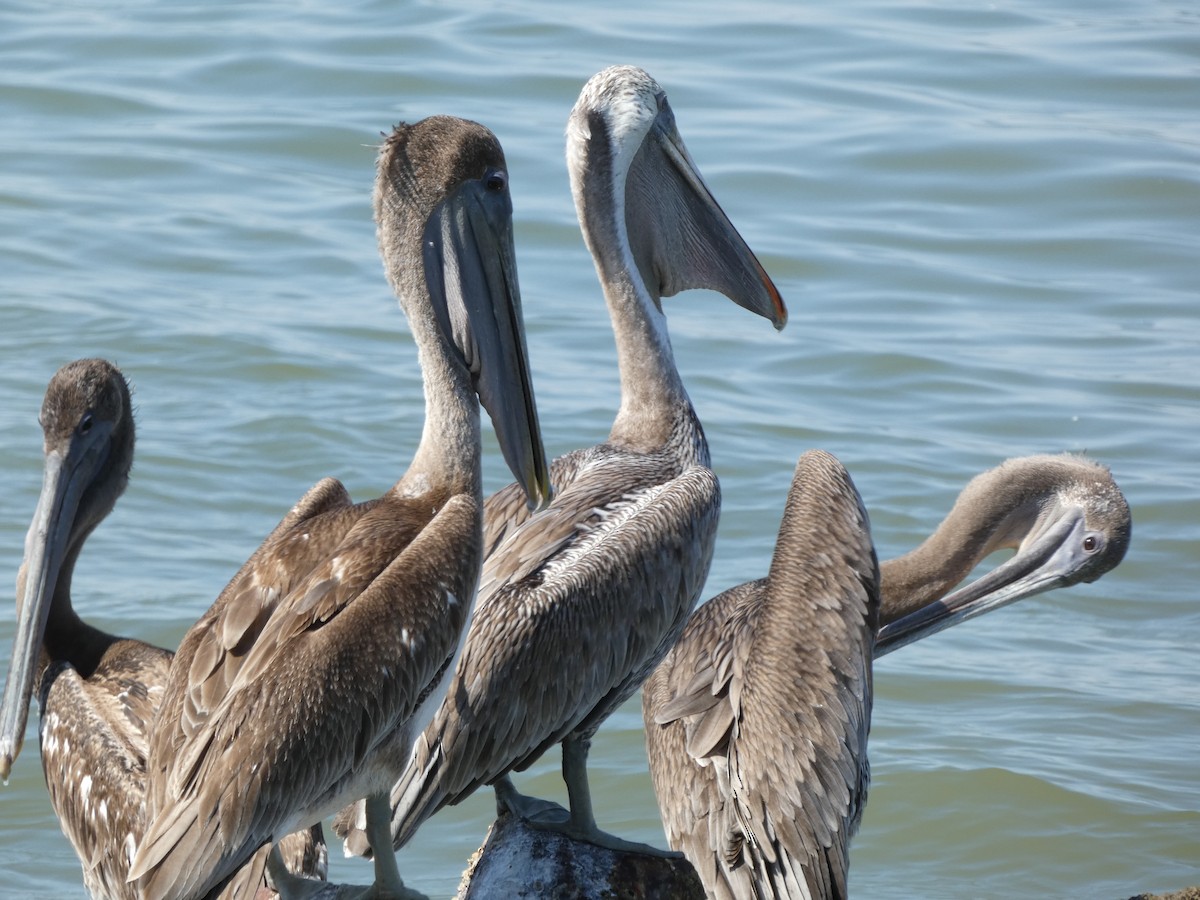 Brown Pelican - Rafael Angel  Arenas Wong