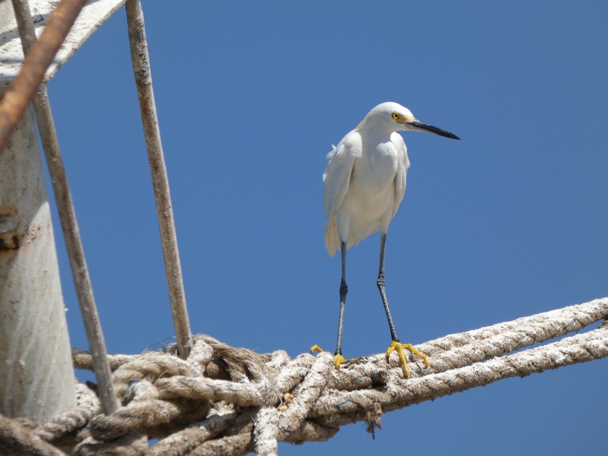 Snowy Egret - Rafael Angel  Arenas Wong