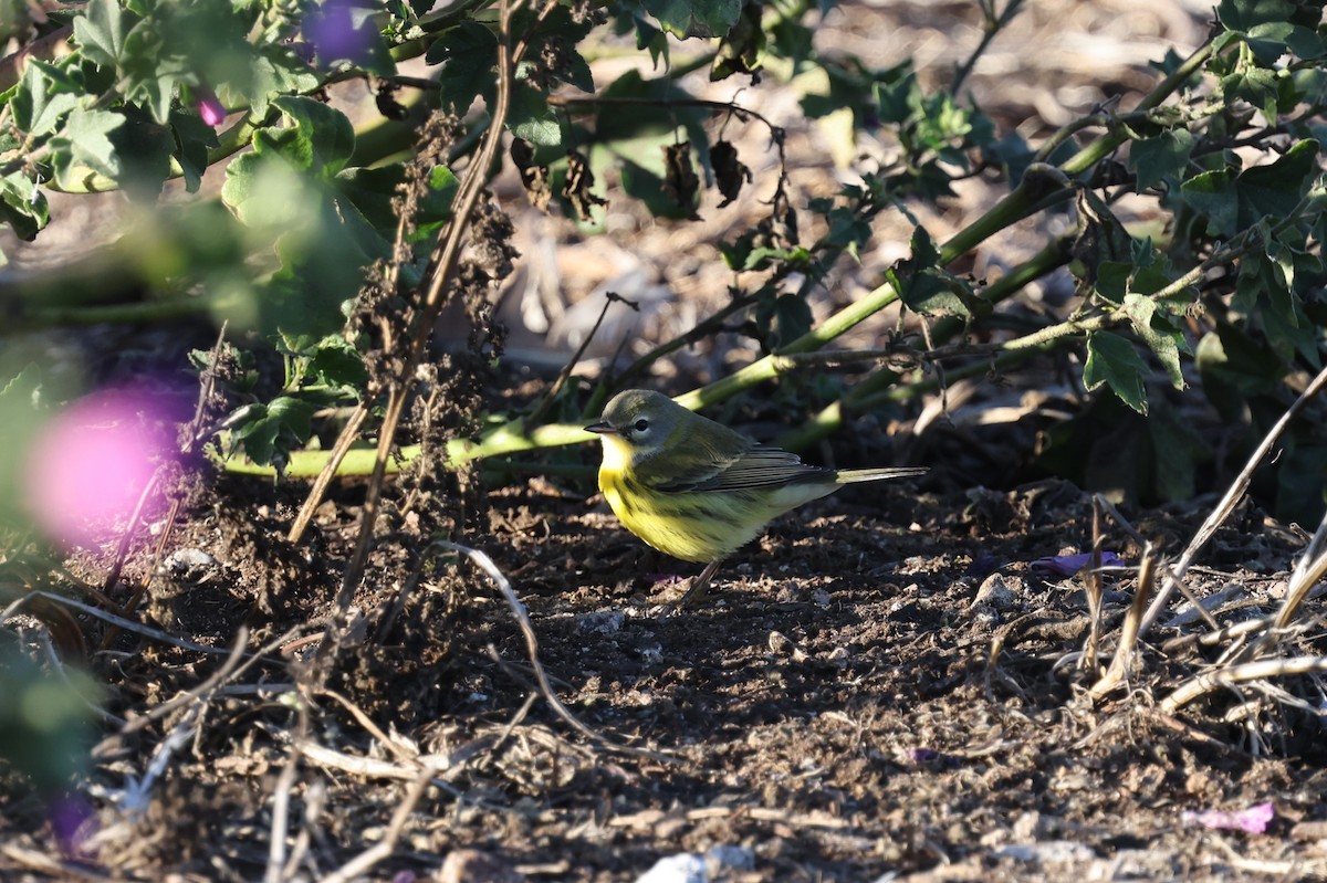 Paruline des prés - ML625070117