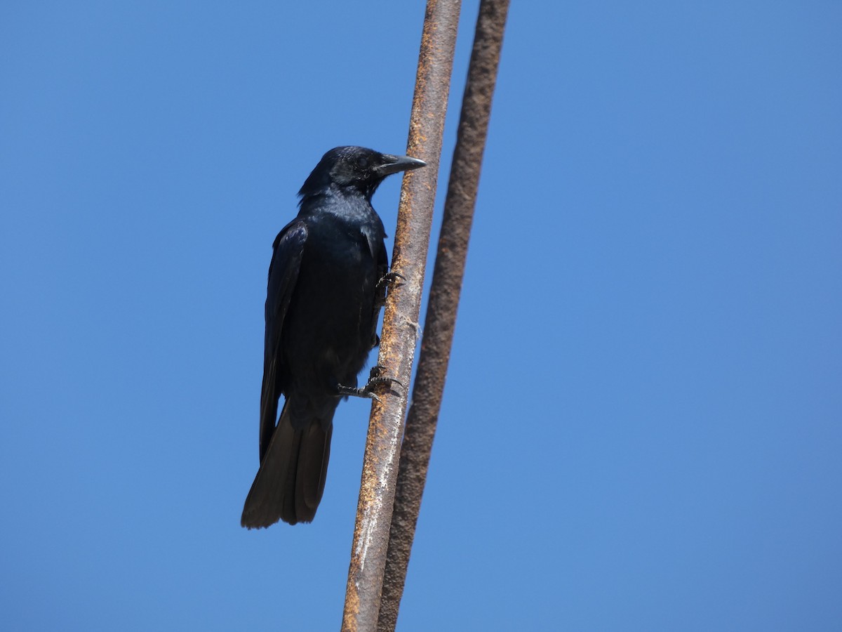 Sinaloa Crow - ML625070119