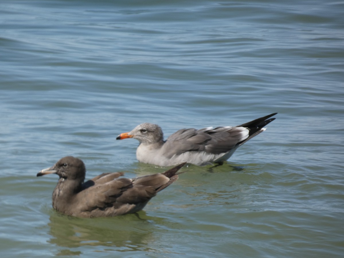 Heermann's Gull - ML625070132