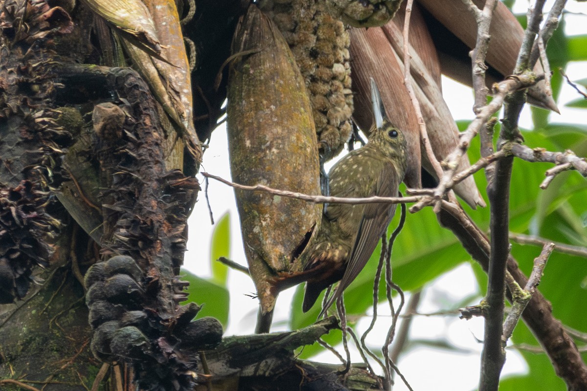 Olive-backed Woodcreeper - ML625070194