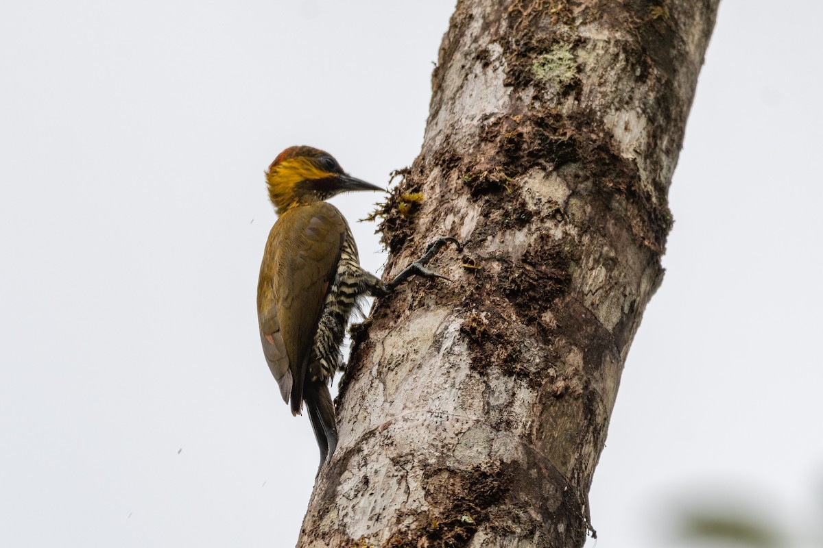 Lita Woodpecker - ML625070266