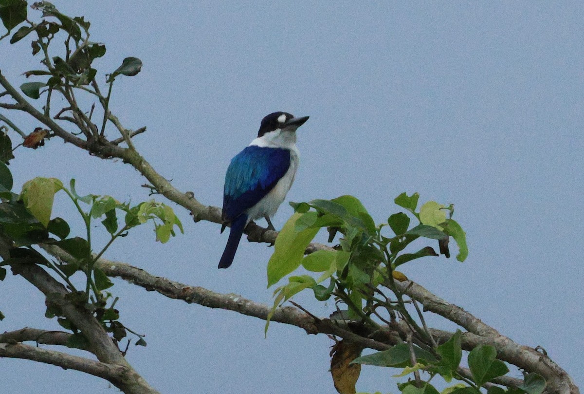 Forest Kingfisher - ML625070276