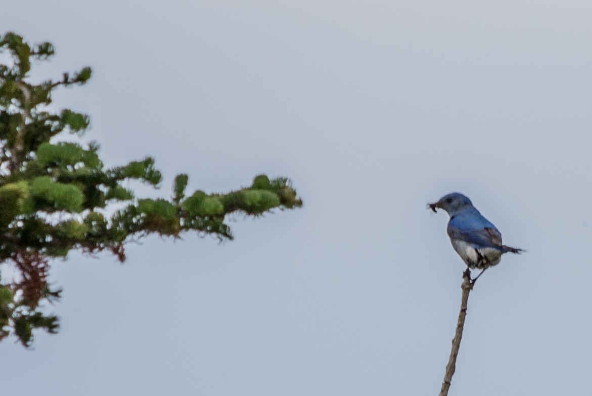 Mountain Bluebird - ML625070355