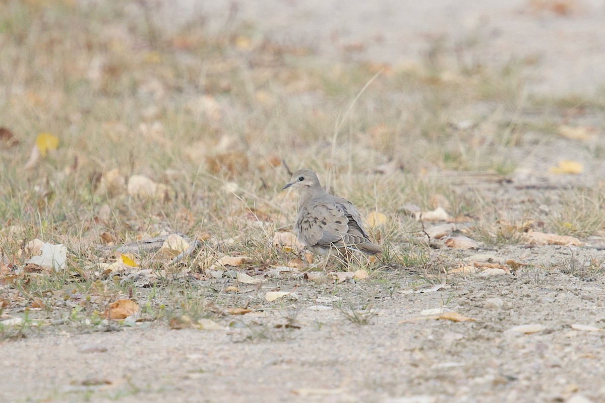 Mourning Dove - ML625070736