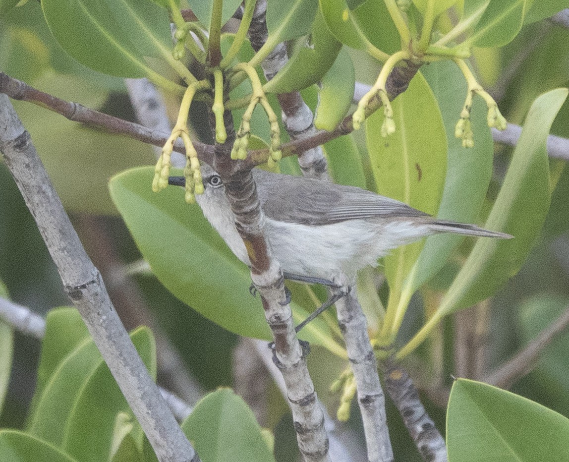 Dusky Gerygone - ML625070765