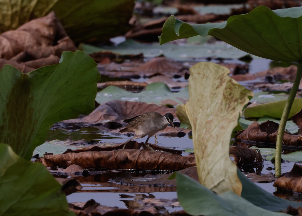 White-browed Crake - ML625070785