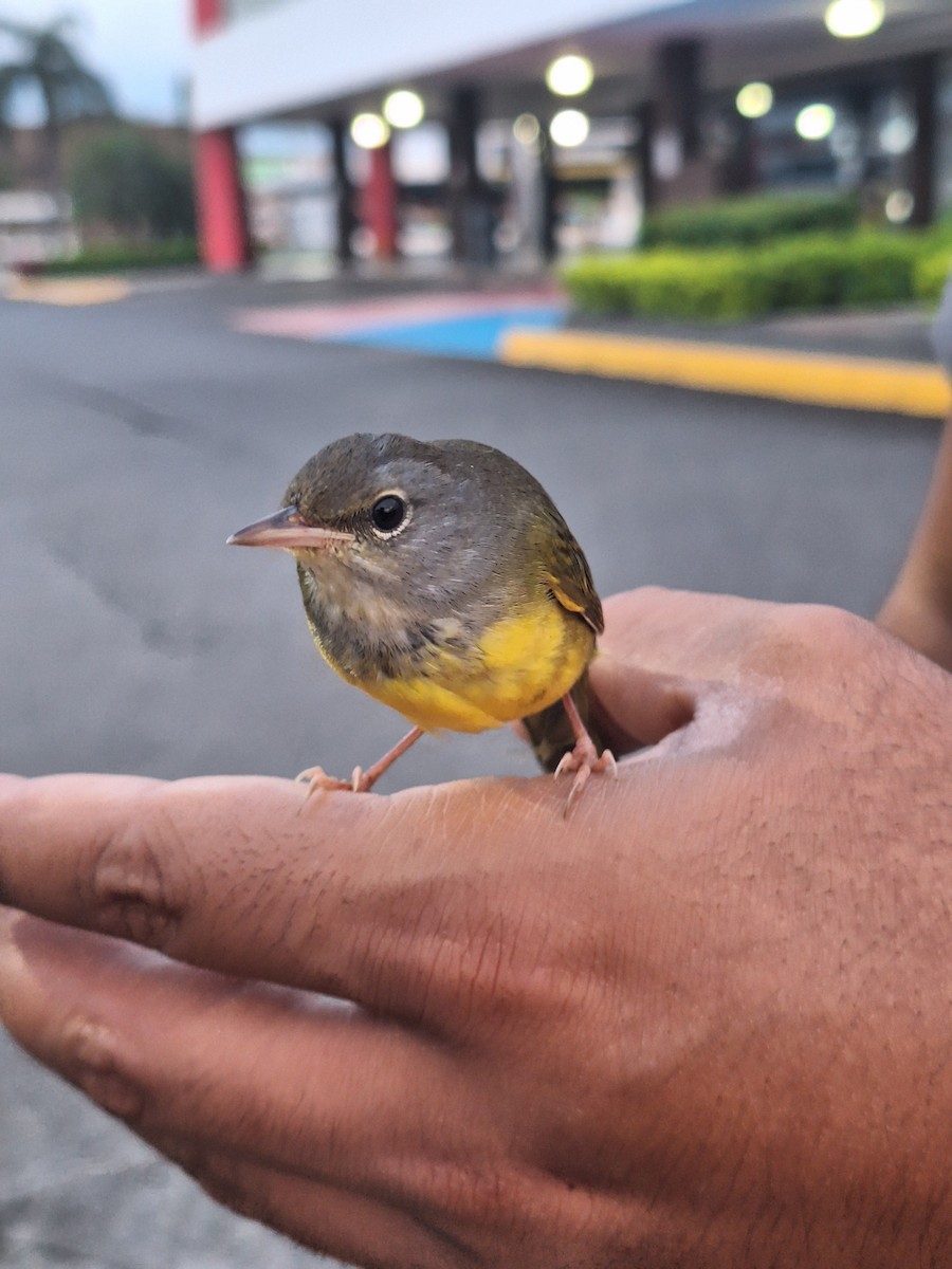 Mourning Warbler - ML625070797