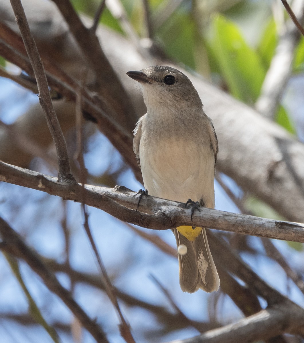 Black-tailed Whistler - ML625070799