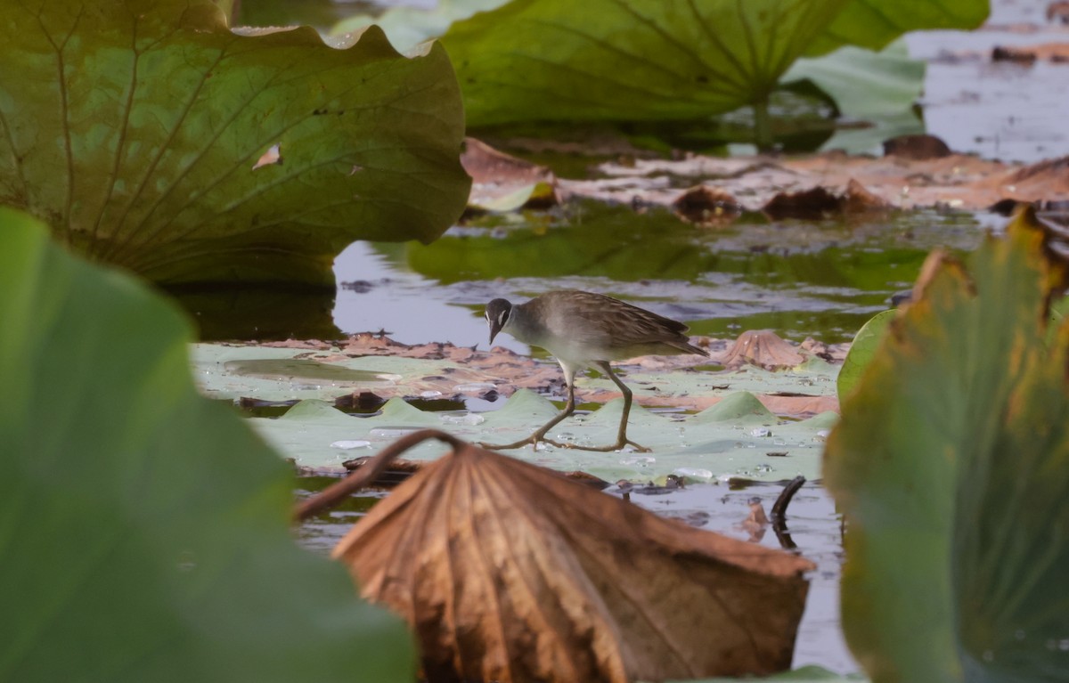 White-browed Crake - ML625070800