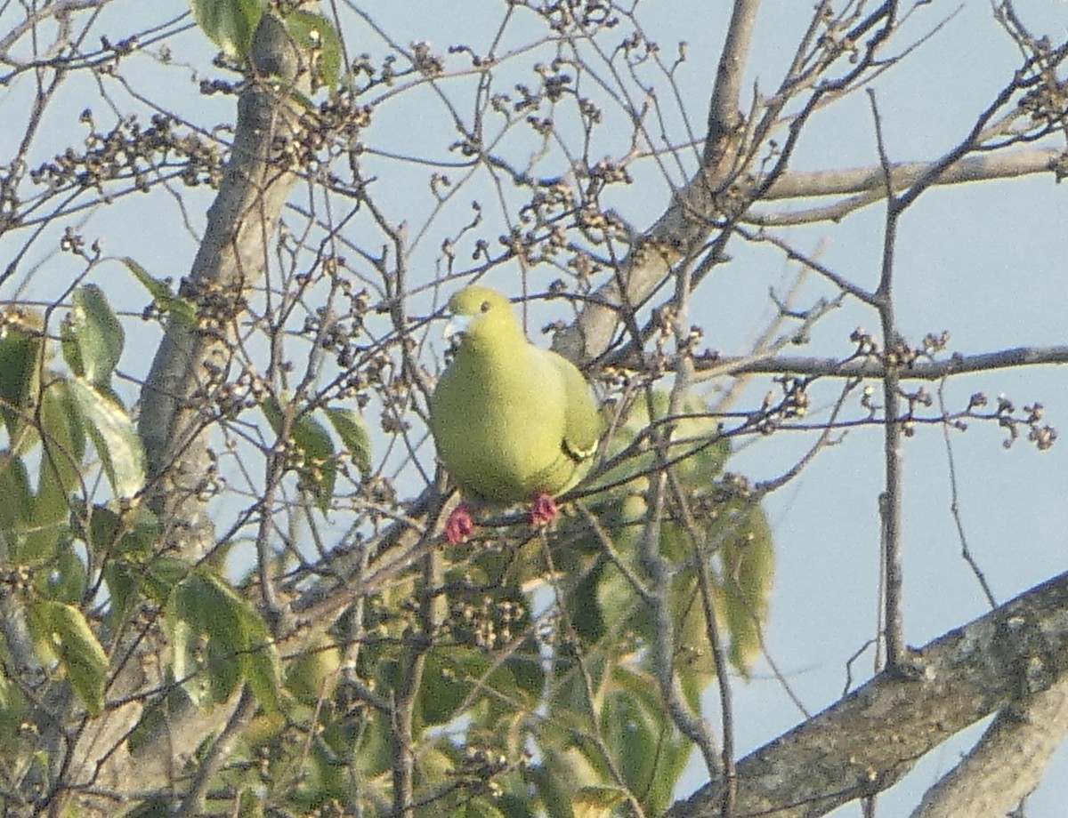 Pin-tailed Green-Pigeon - ML625070806