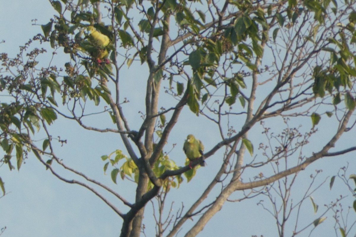 Pin-tailed Green-Pigeon - ML625070808