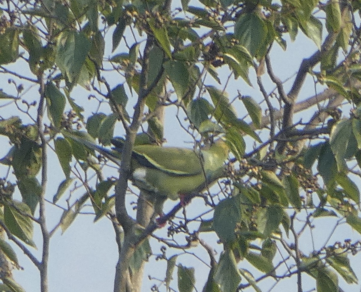 Pin-tailed Green-Pigeon - ML625070816