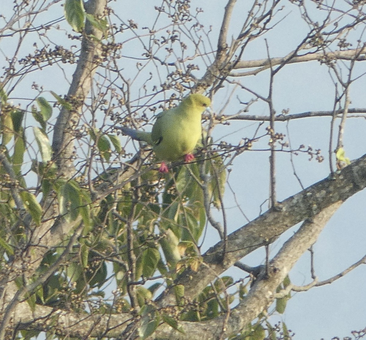 Pin-tailed Green-Pigeon - ML625070818