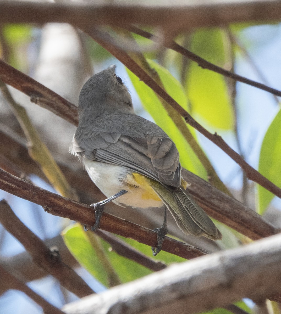 Black-tailed Whistler - ML625070819