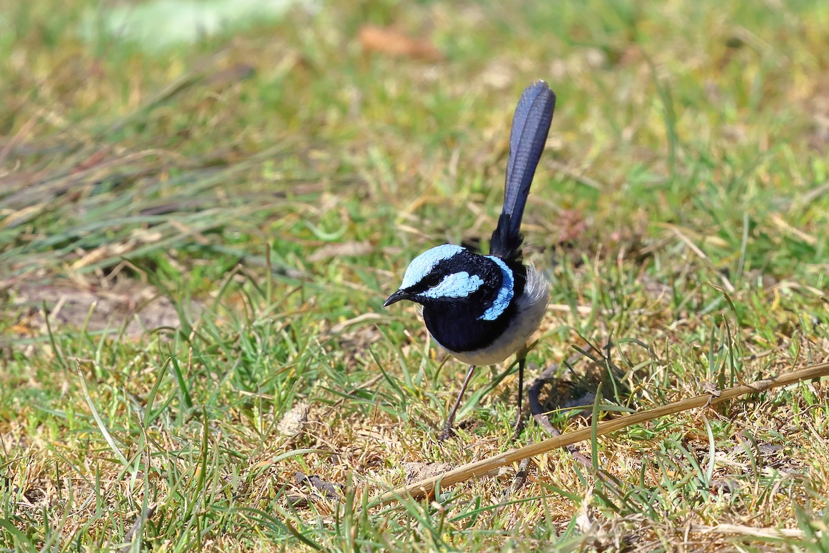 Superb Fairywren - ML625070893