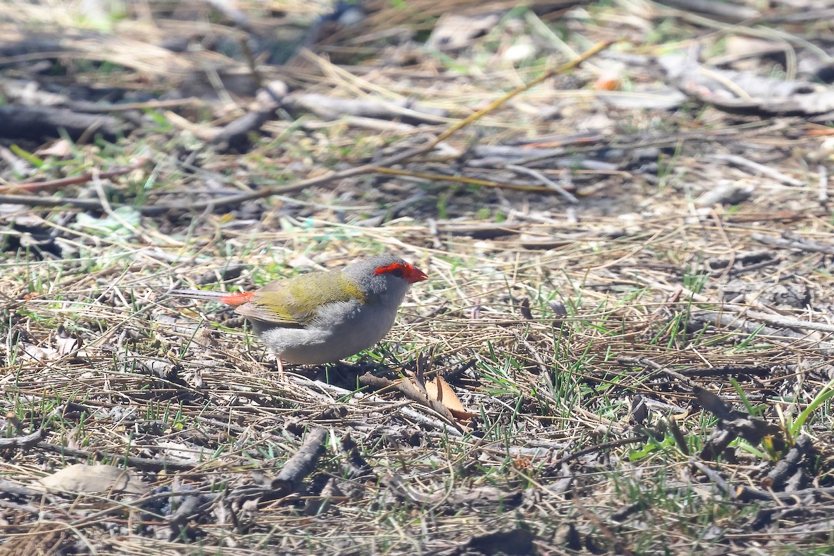 Red-browed Firetail - ML625070898