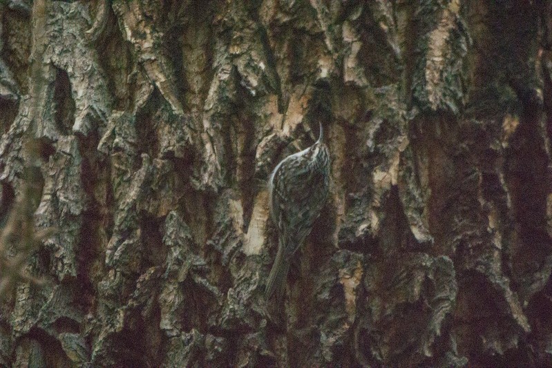 Brown Creeper - ML625070916