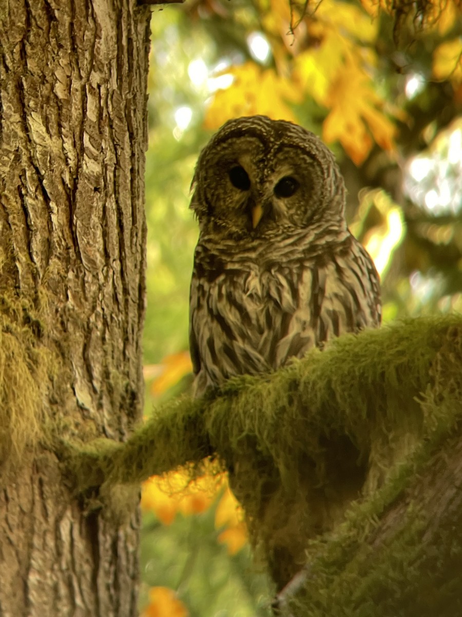 Barred Owl - ML625071023