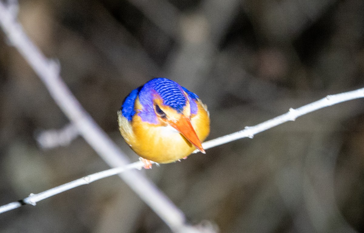 African Pygmy Kingfisher - ML625071038