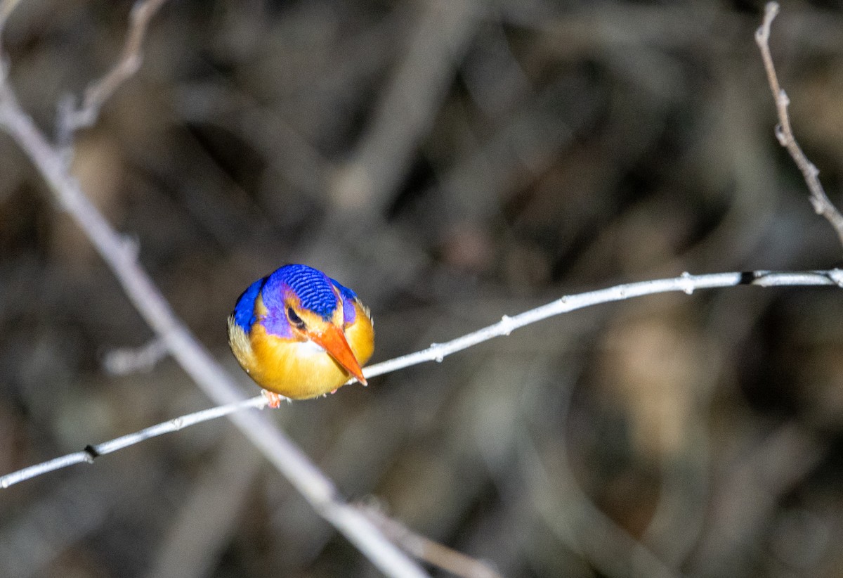 African Pygmy Kingfisher - ML625071039