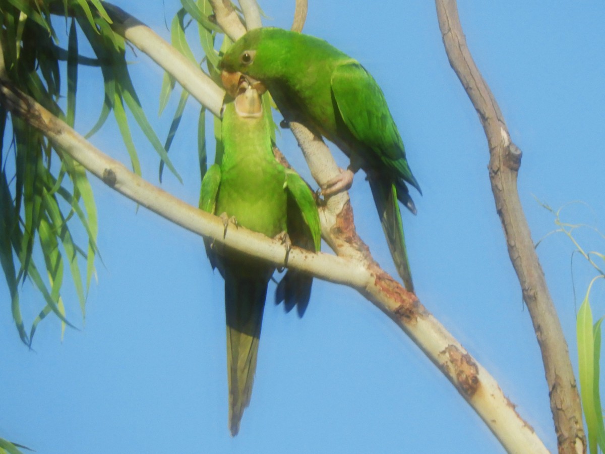 Pacific Parakeet - ML625071054