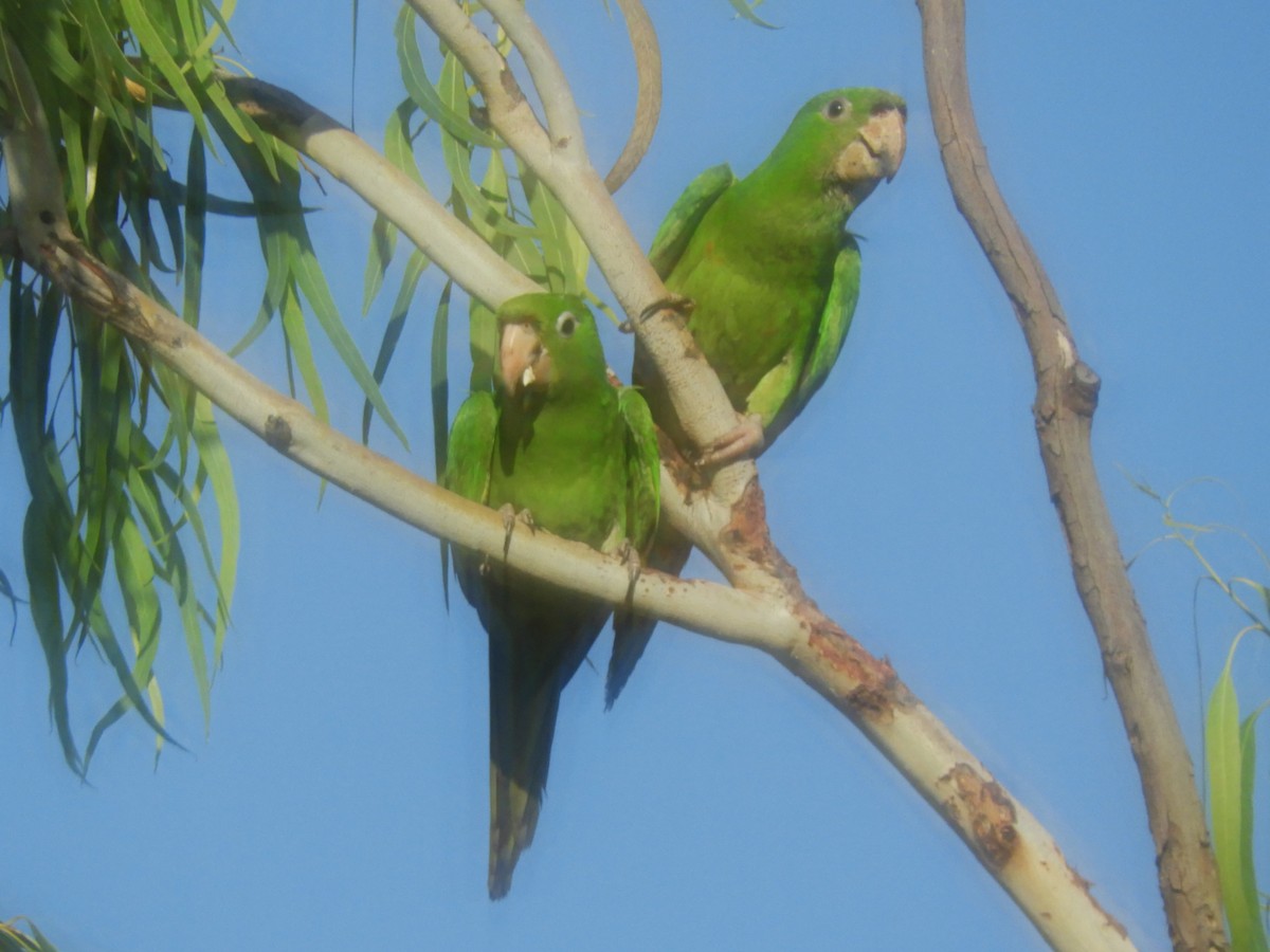 Pacific Parakeet - ML625071055