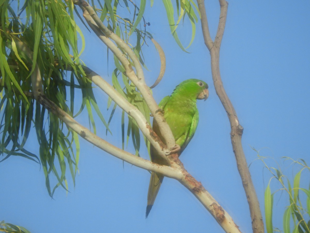 Pacific Parakeet - ML625071056