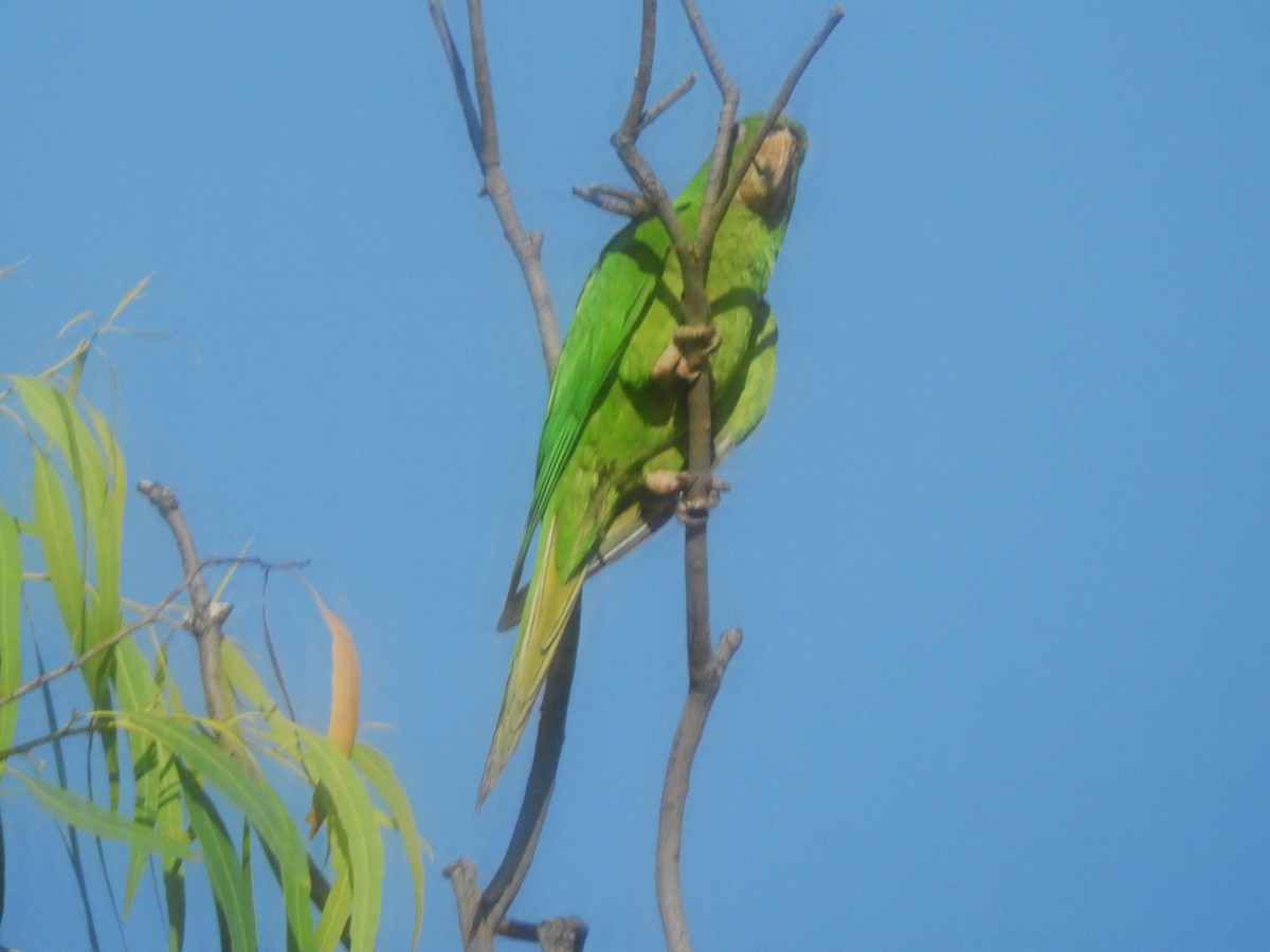 Pacific Parakeet - ML625071057