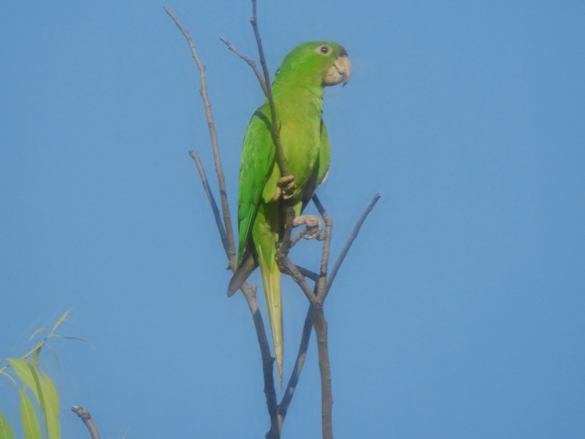 オオメキシコインコ - ML625071058