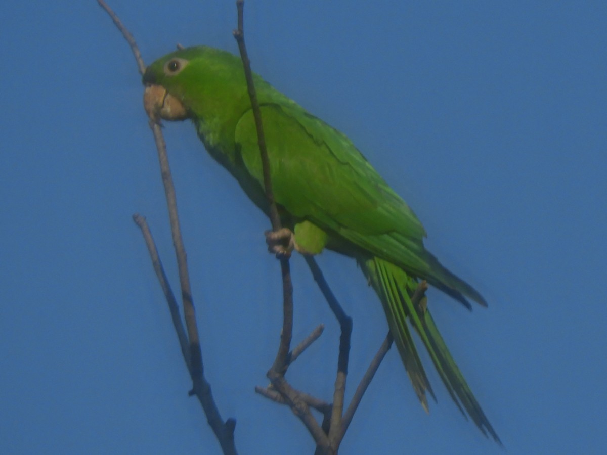 Pacific Parakeet - ML625071062