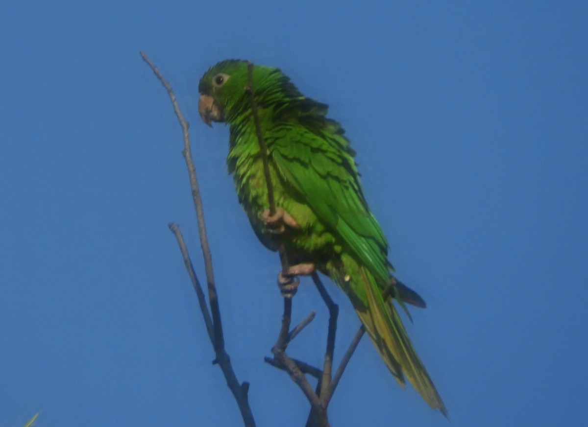 Pacific Parakeet - ML625071068