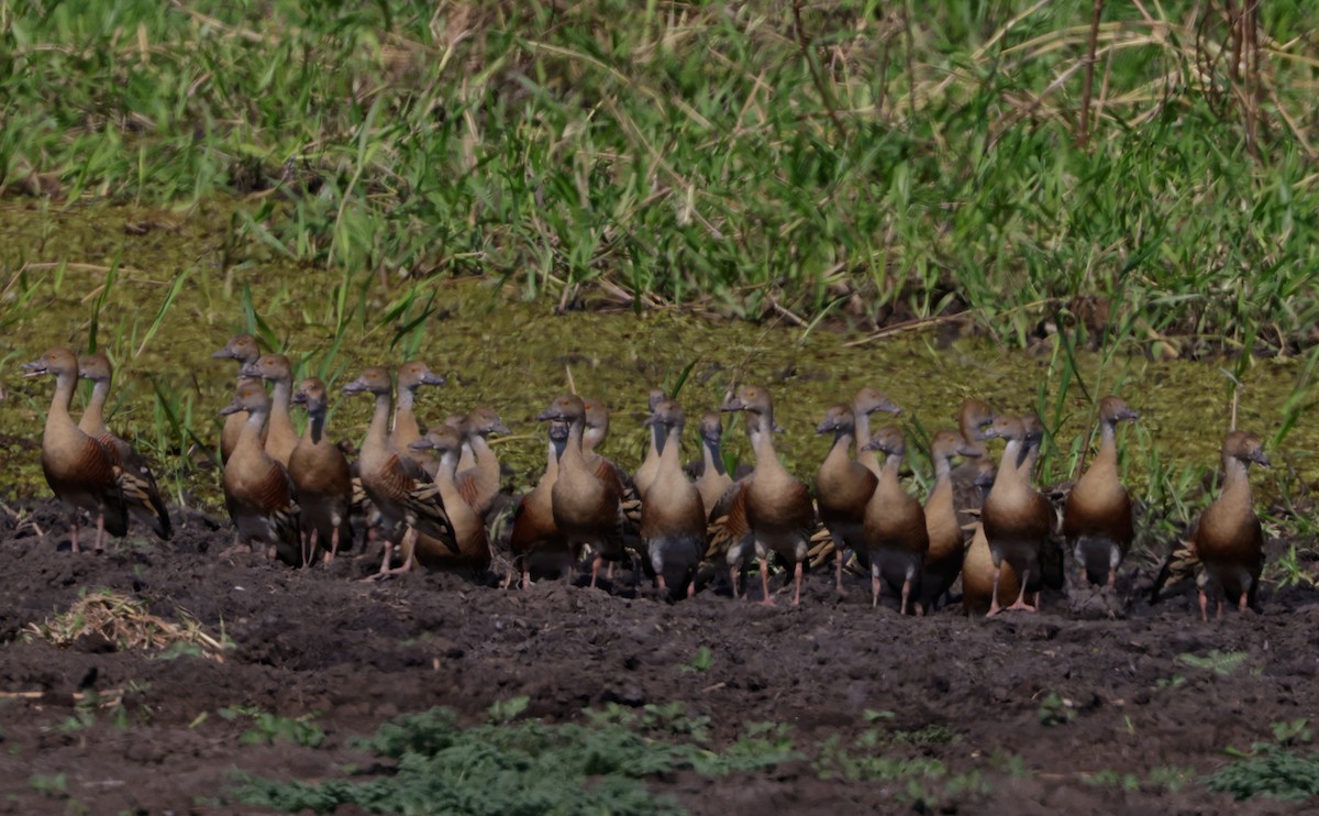 Plumed Whistling-Duck - ML625071077