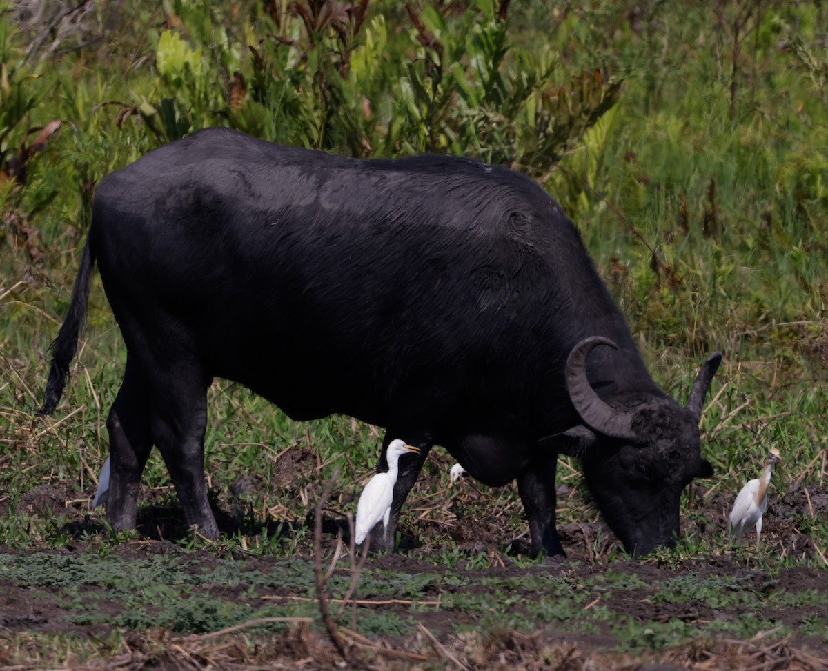Eastern Cattle-Egret - ML625071080