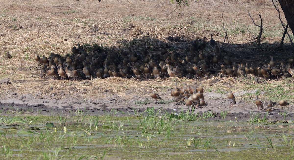 Plumed Whistling-Duck - ML625071081