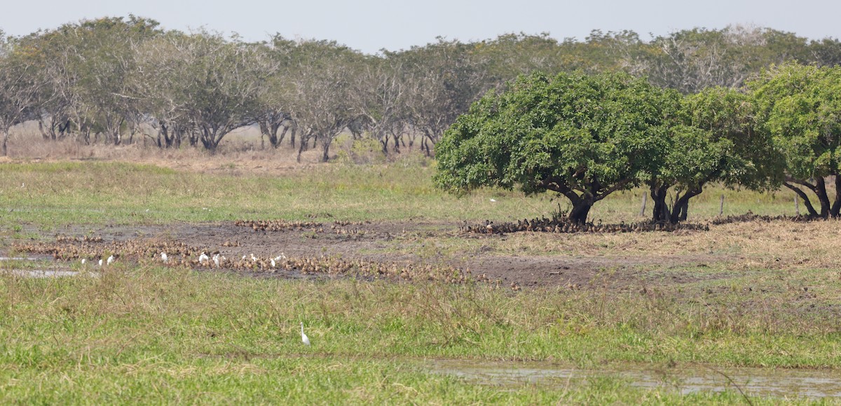 Plumed Whistling-Duck - ML625071083