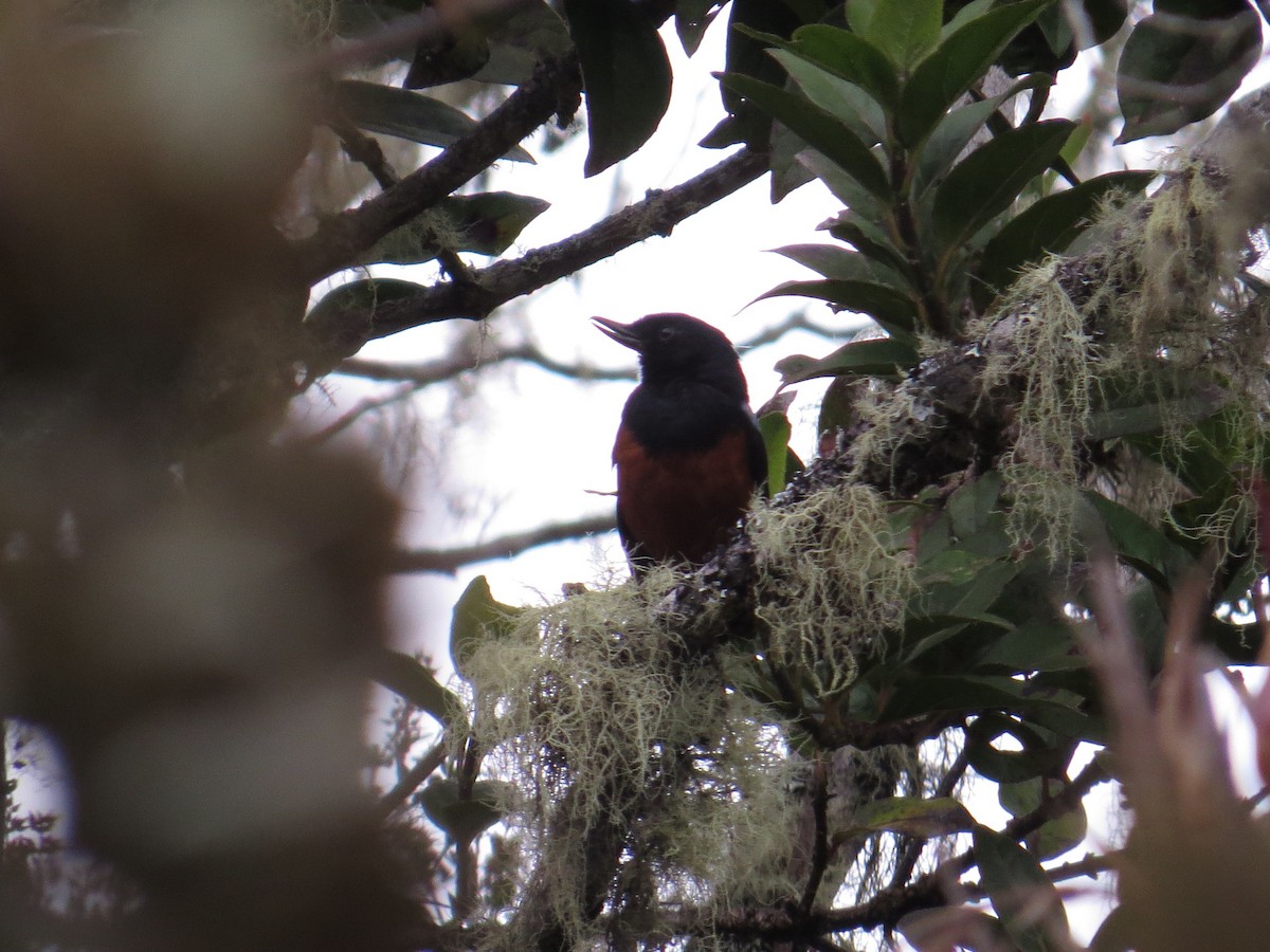 Chestnut-bellied Flowerpiercer - ML625071127